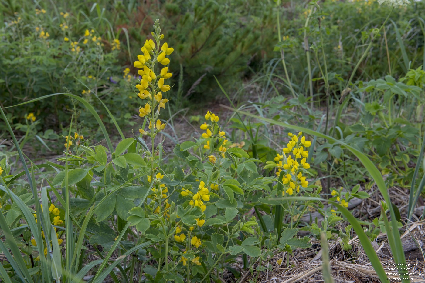 Image of Thermopsis lupinoides specimen.