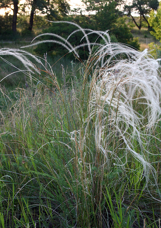 Image of Stipa borysthenica specimen.