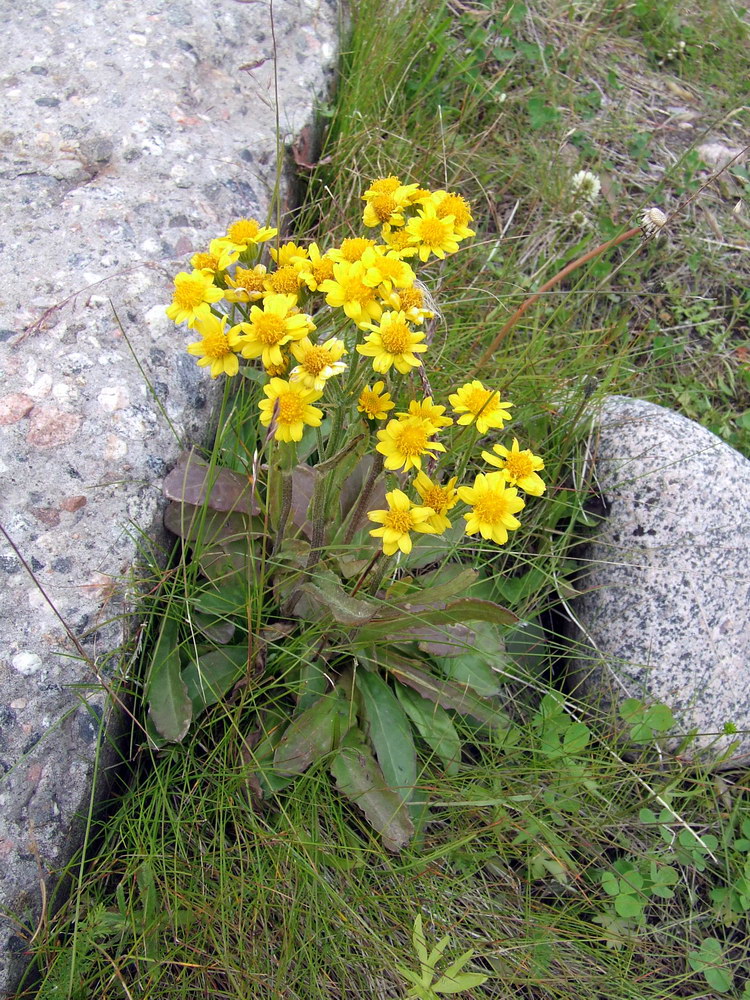 Image of Tephroseris integrifolia specimen.