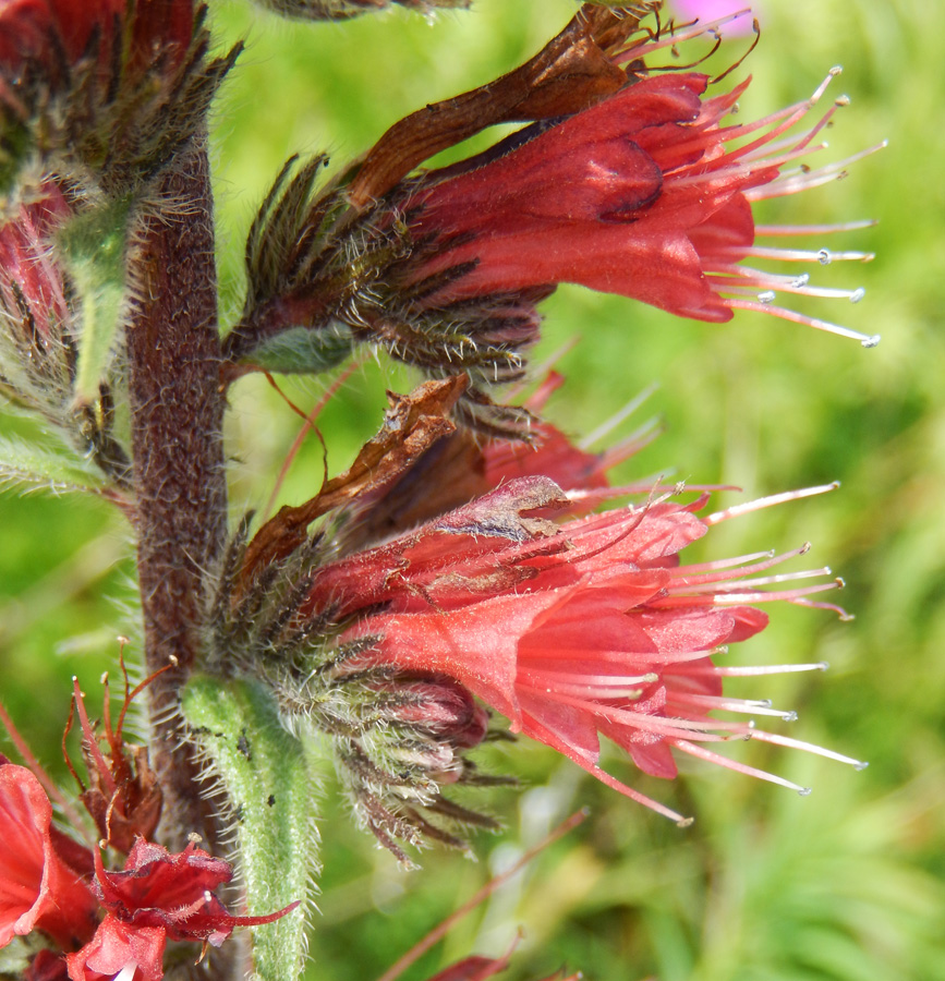 Изображение особи Echium russicum.