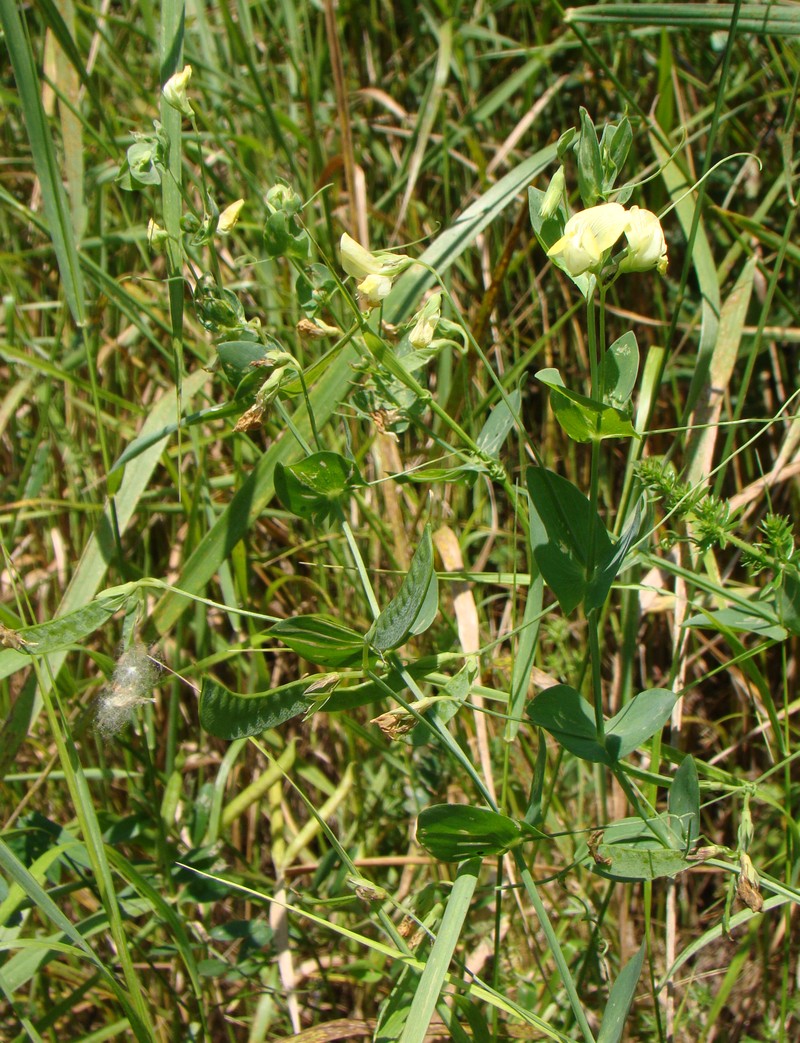 Image of Lathyrus aphaca specimen.