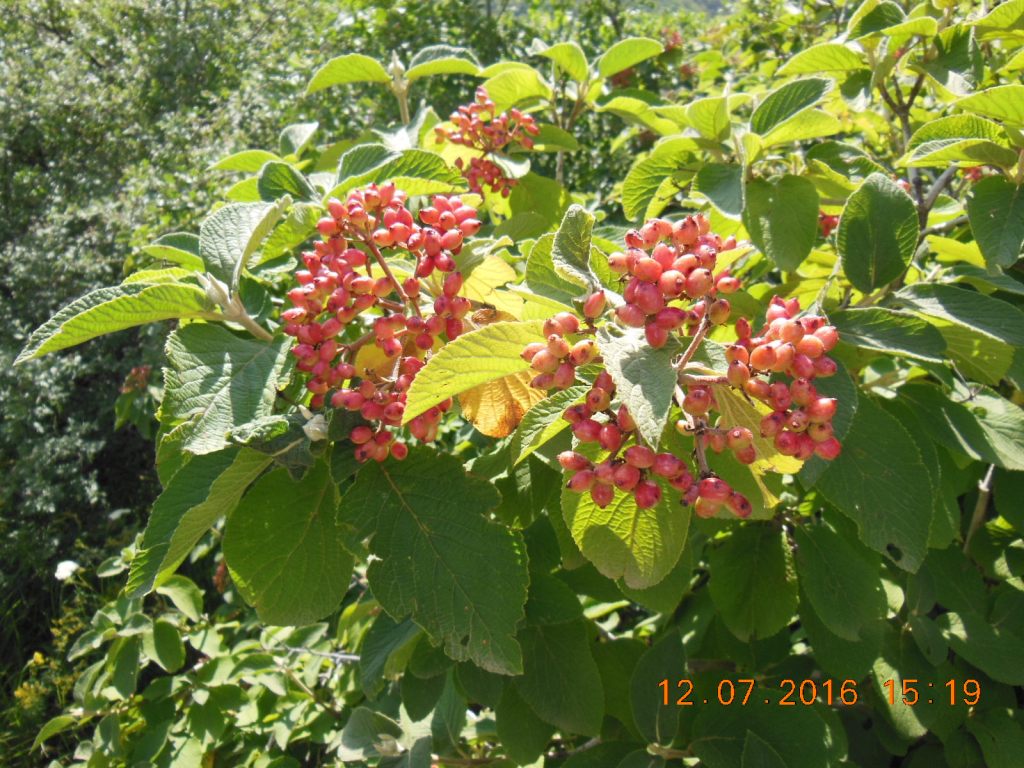 Image of Viburnum lantana specimen.