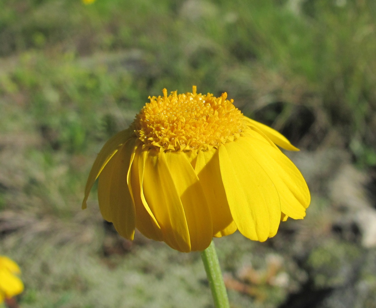 Image of Anthemis marschalliana ssp. pectinata specimen.