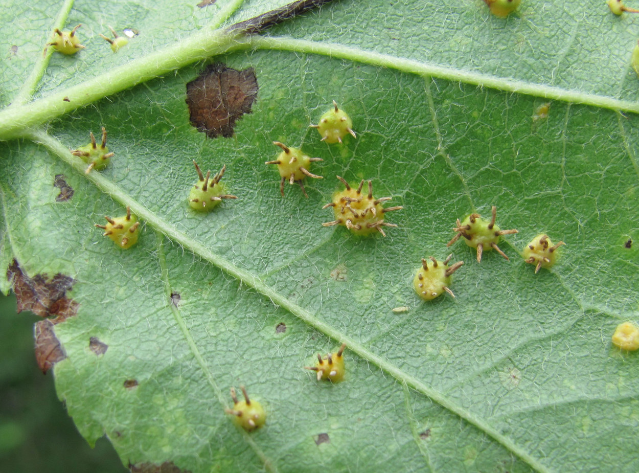 Image of Sorbus torminalis specimen.