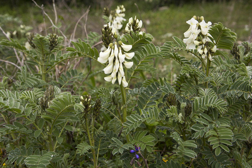 Изображение особи Erophaca baetica ssp. orientalis.