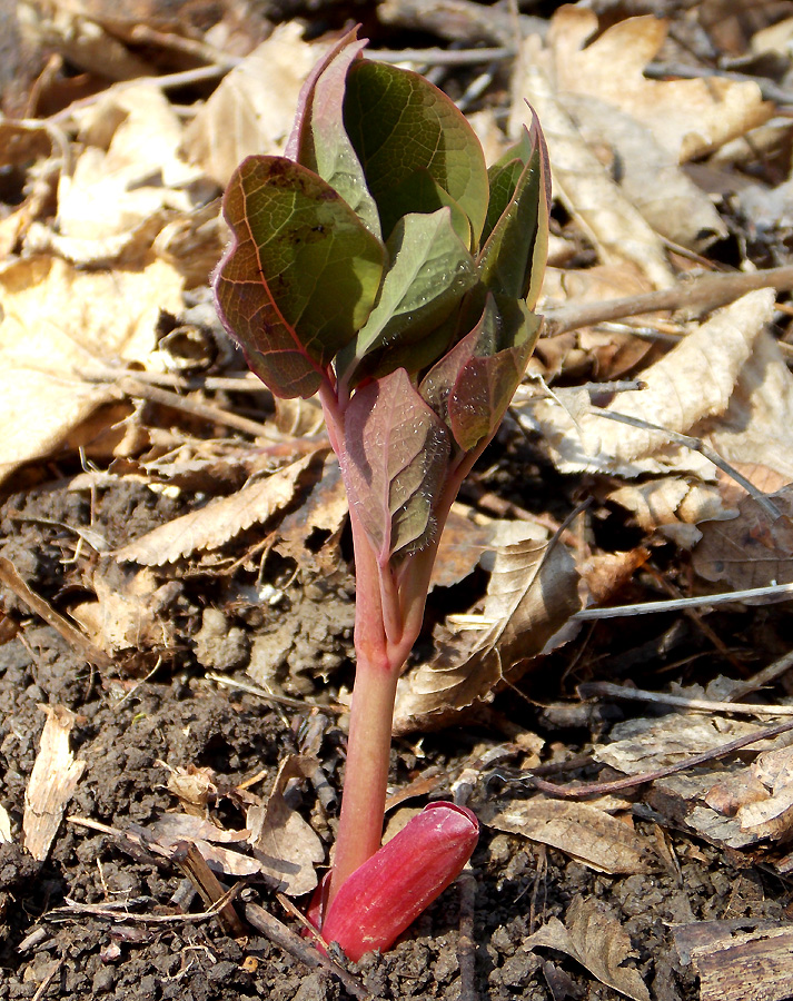 Image of Paeonia caucasica specimen.