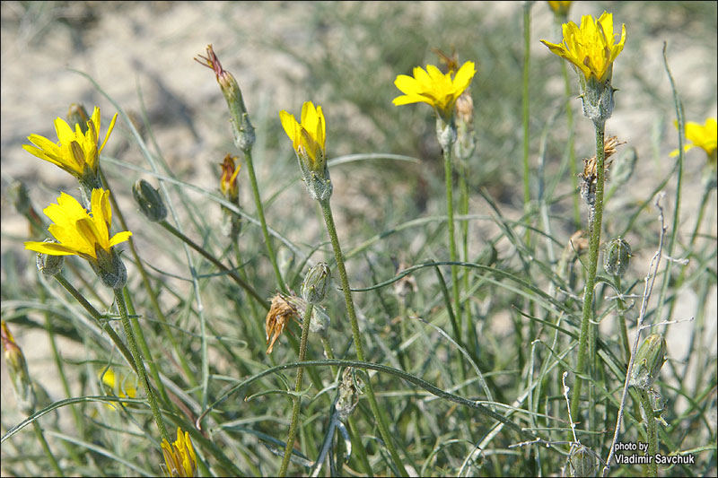 Image of Scorzonera cana specimen.