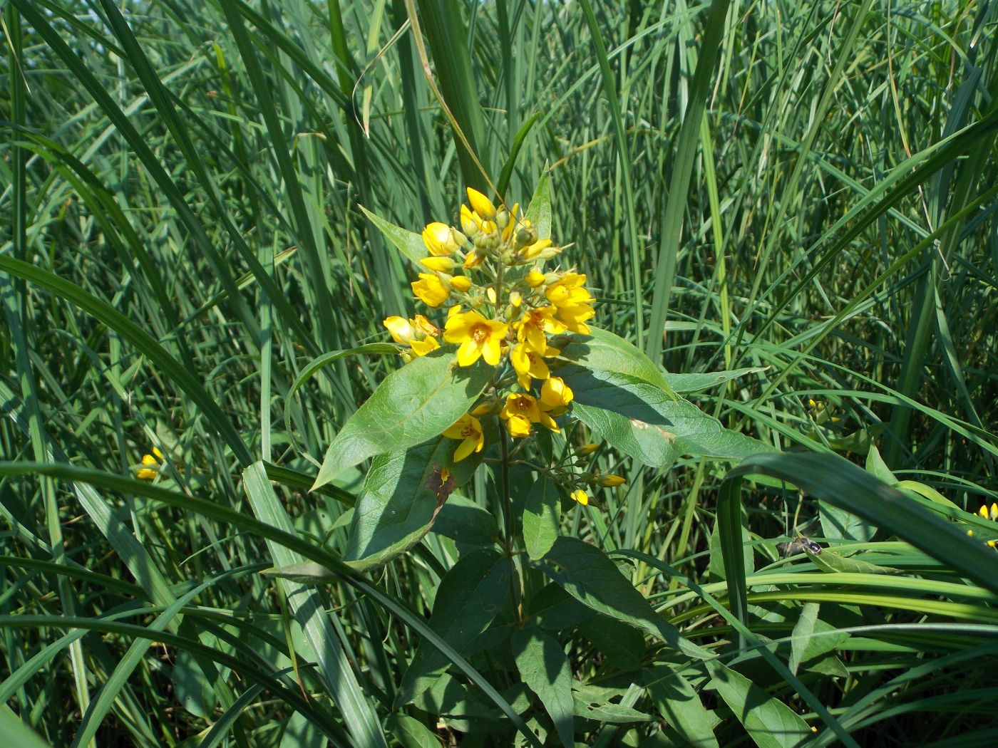 Изображение особи Lysimachia vulgaris.