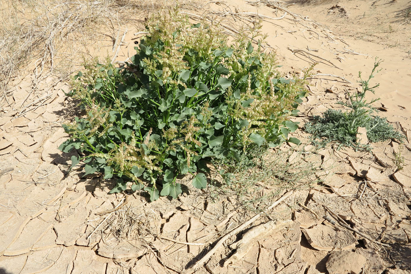 Image of Rumex vesicarius specimen.