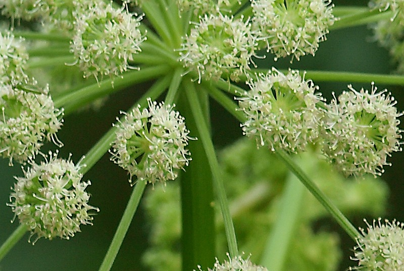 Изображение особи Angelica sylvestris.