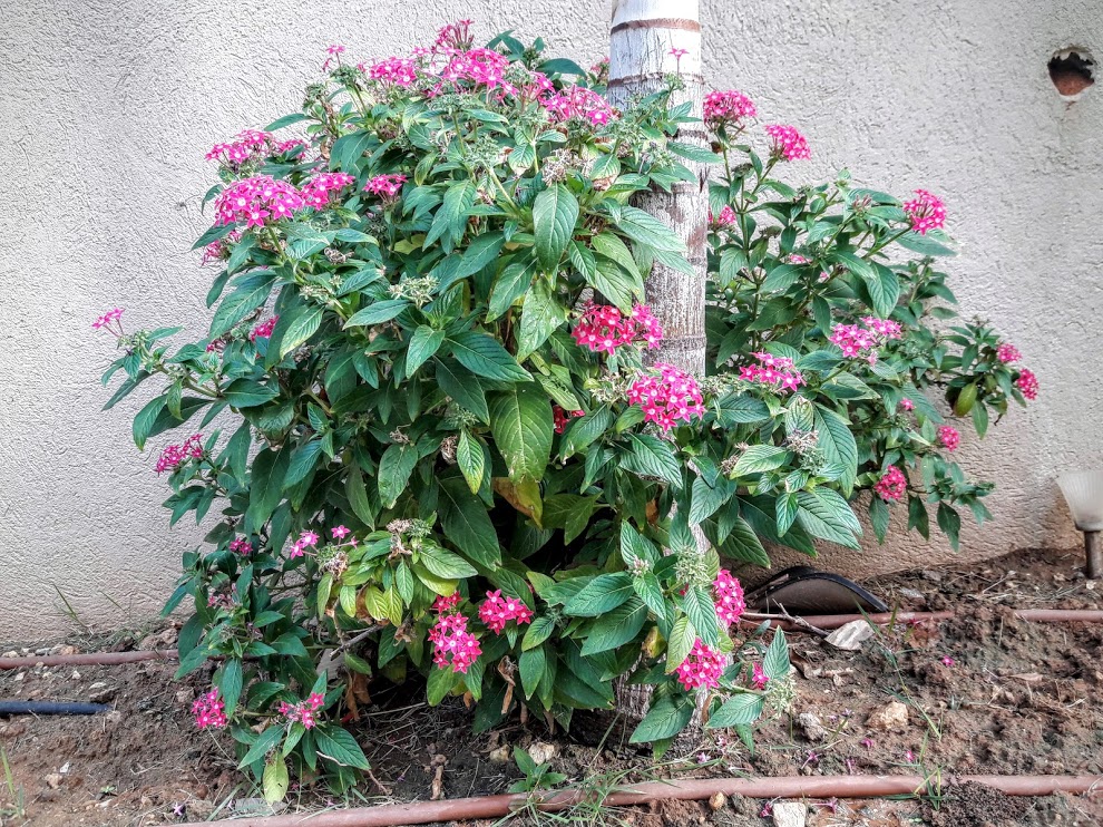 Image of Pentas lanceolata specimen.