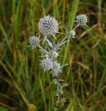 Eryngium planum. Верхушка цветущего растения. Восточный Казахстан, Уланский р-н, окр. с. Украинка, солончаковый луг. 10.07.2016.