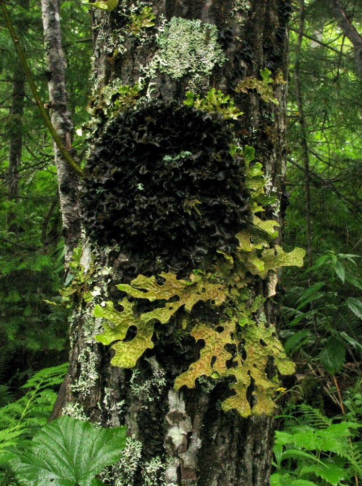 Image of Leptogium burnetiae specimen.