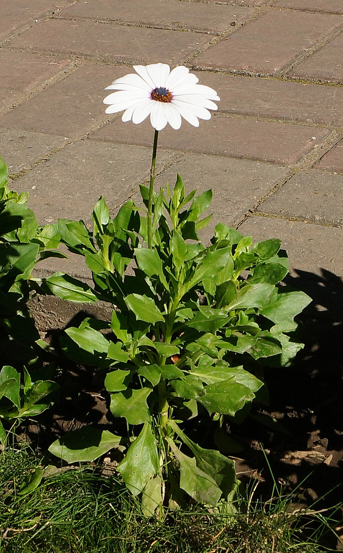 Изображение особи Dimorphotheca ecklonis.