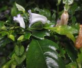 Strobilanthes