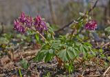 Corydalis solida. Цветущие растения. Молдова, Кишинев, Ботанический сад АН Молдовы. 05.04.2015.