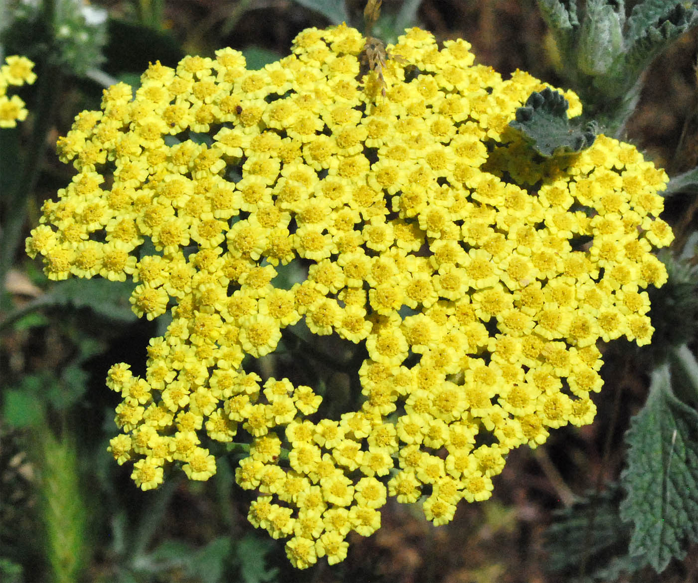 Изображение особи Achillea arabica.