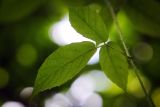 genus Rubus. Молодой лист и часть побега. Абхазия, Гадаутский р-н, Мюссерский заповедник, долина реки Риапши. 17.08.2013.