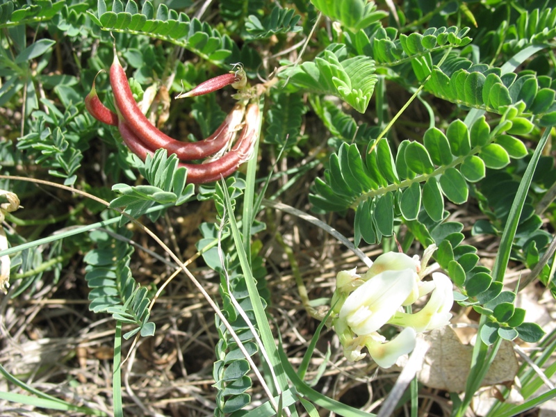 Image of Astragalus demetrii specimen.