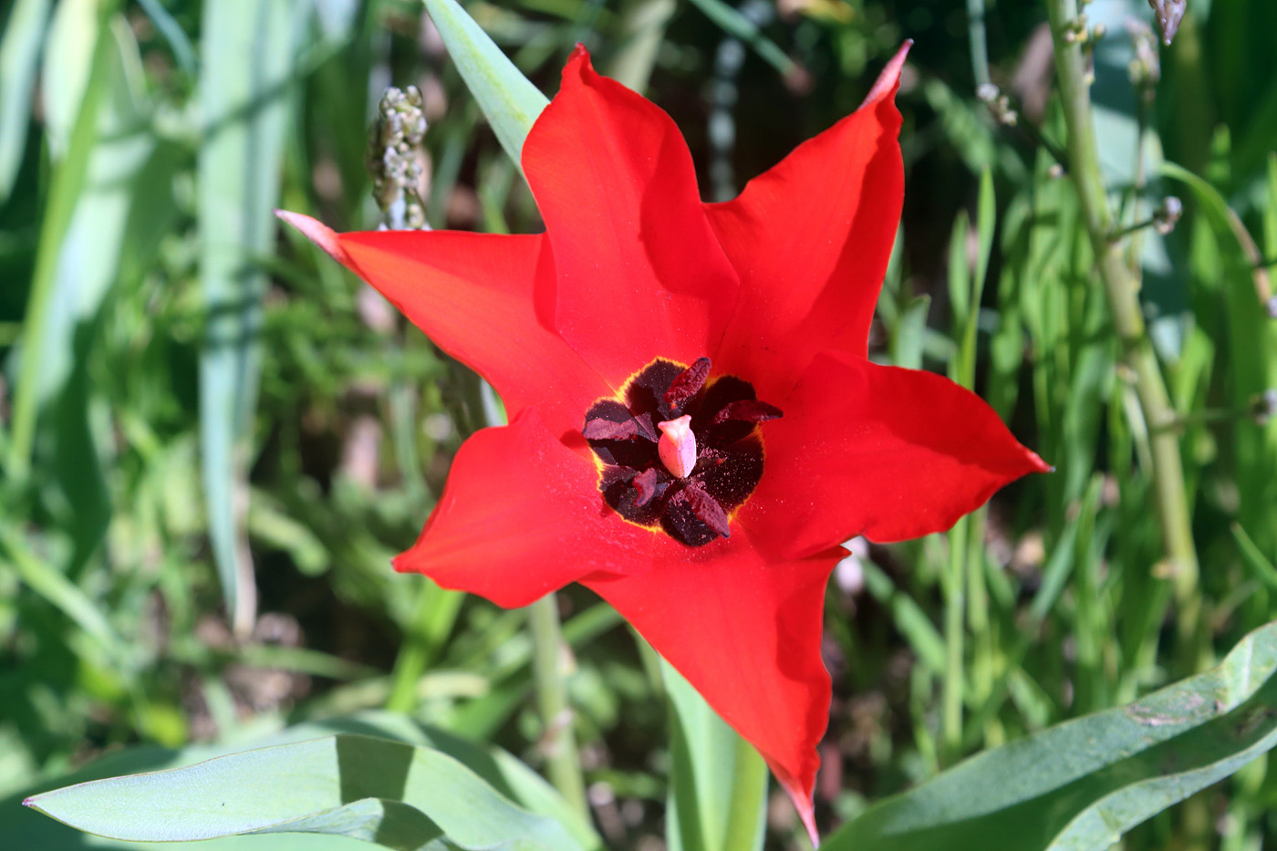 Изображение особи Tulipa carinata.