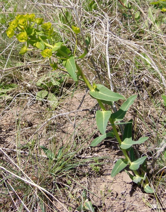 Изображение особи Euphorbia agraria.