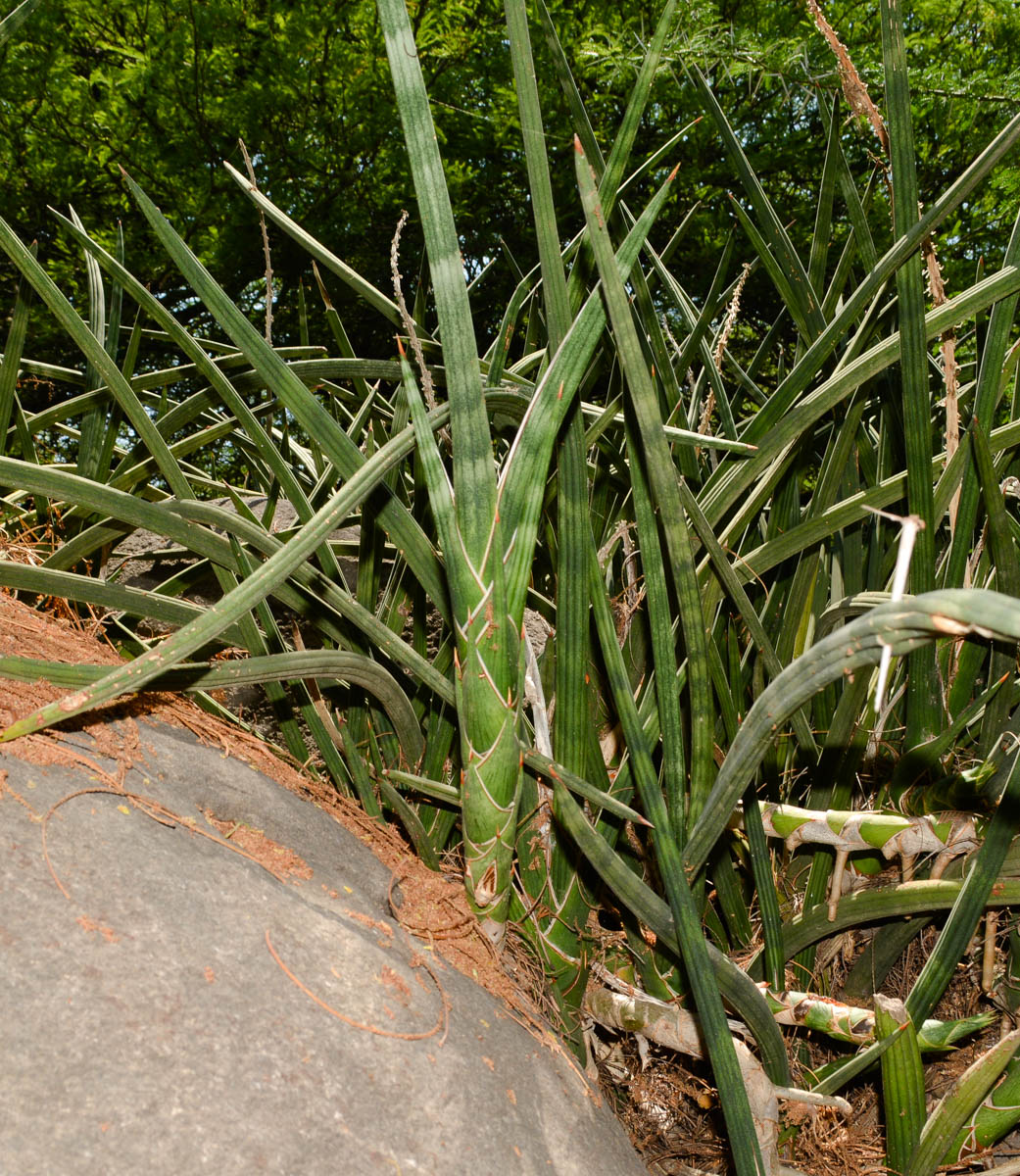 Изображение особи Sansevieria cylindrica.