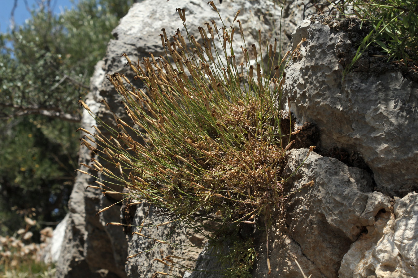 Image of Dianthus xylorrhizus specimen.