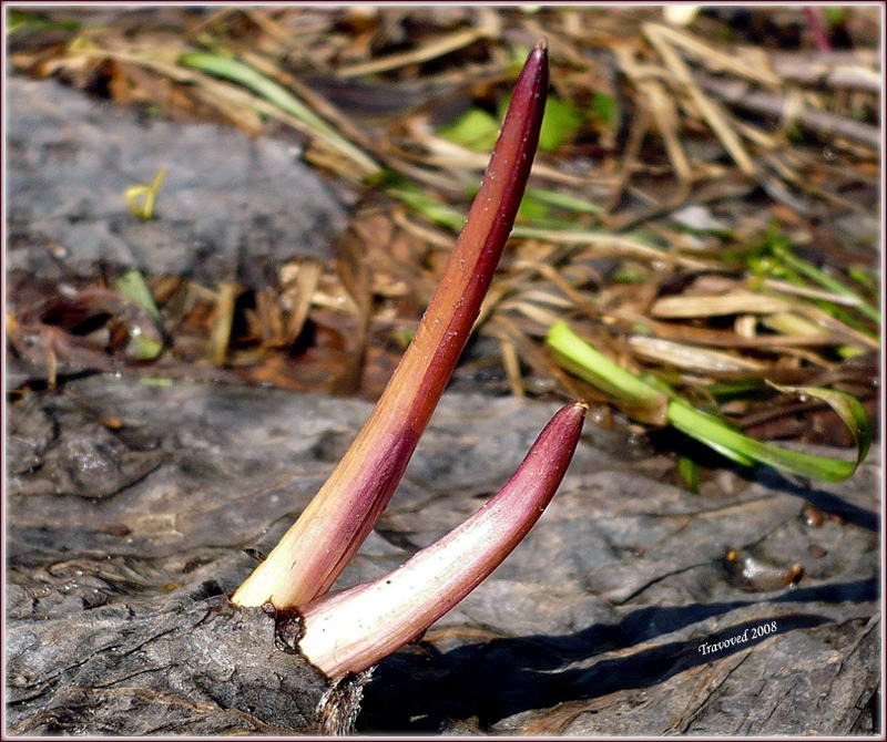 Image of Petasites spurius specimen.