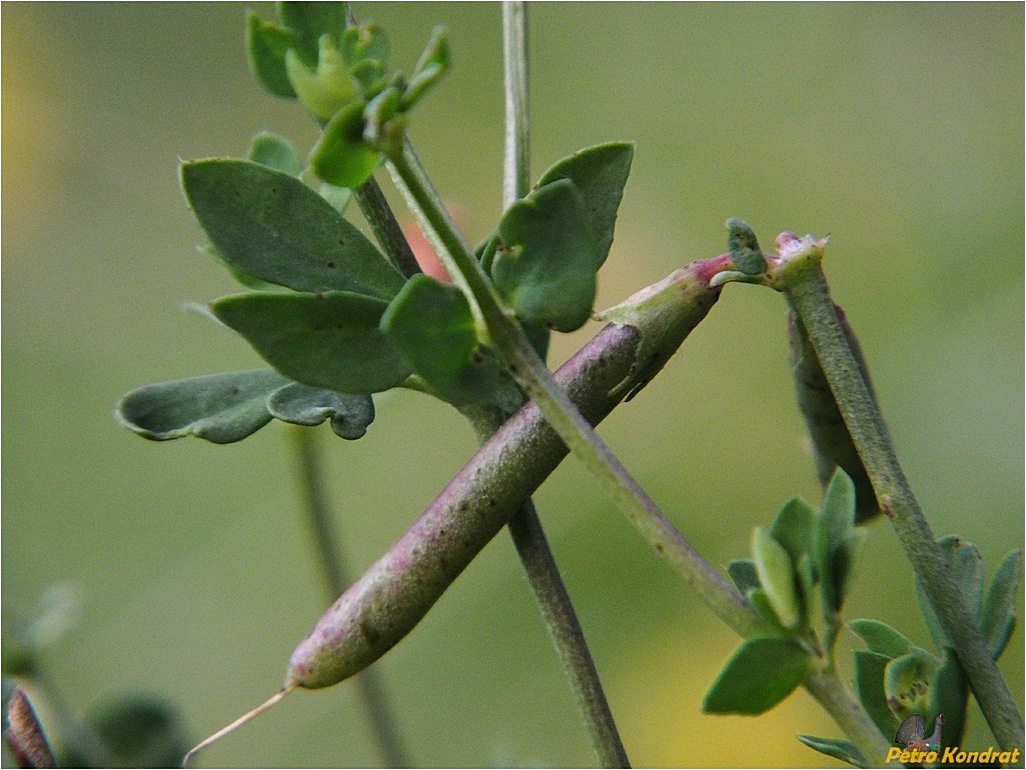 Image of Lotus corniculatus specimen.