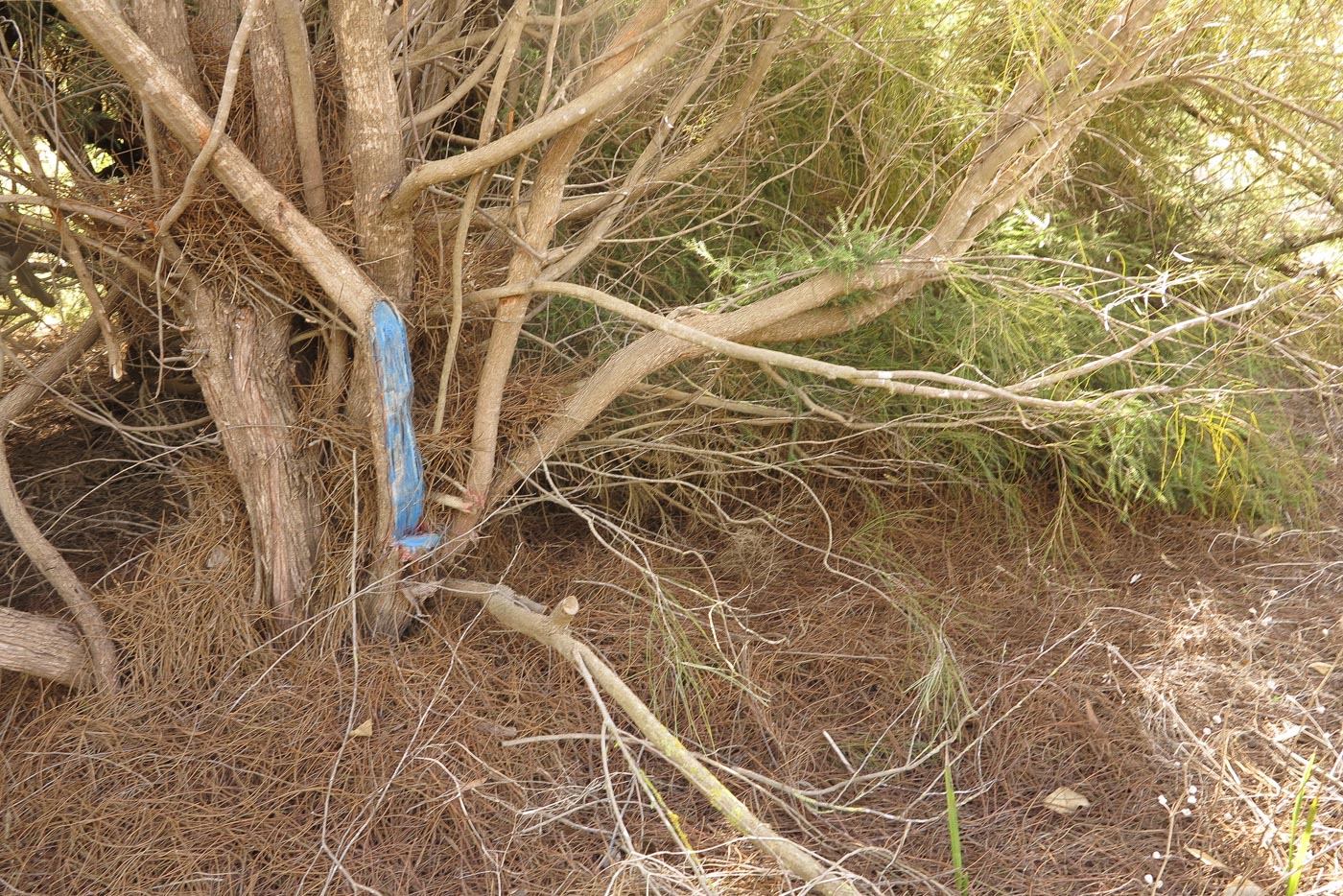 Image of Hakea scoparia specimen.