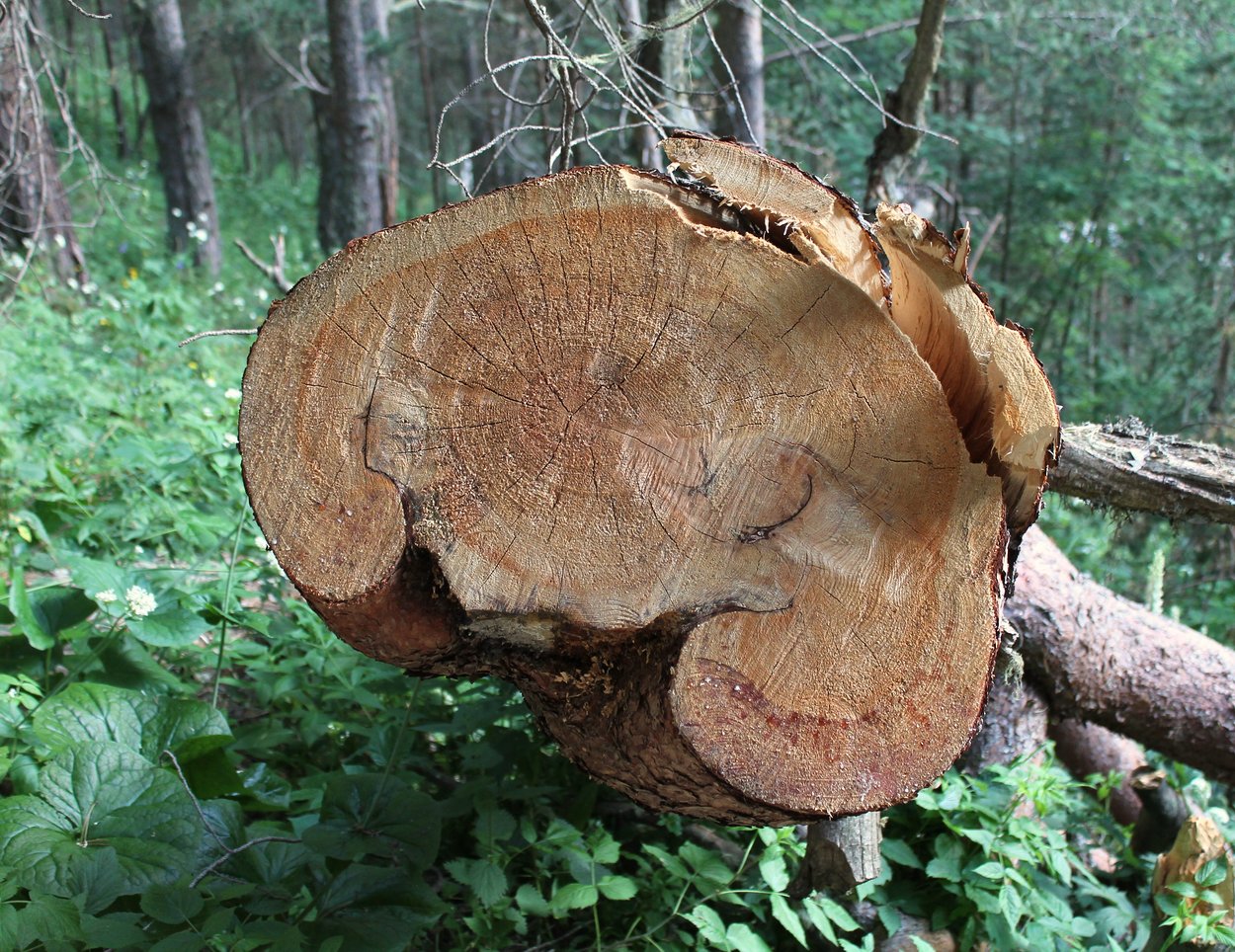 Image of Pinus sylvestris ssp. hamata specimen.