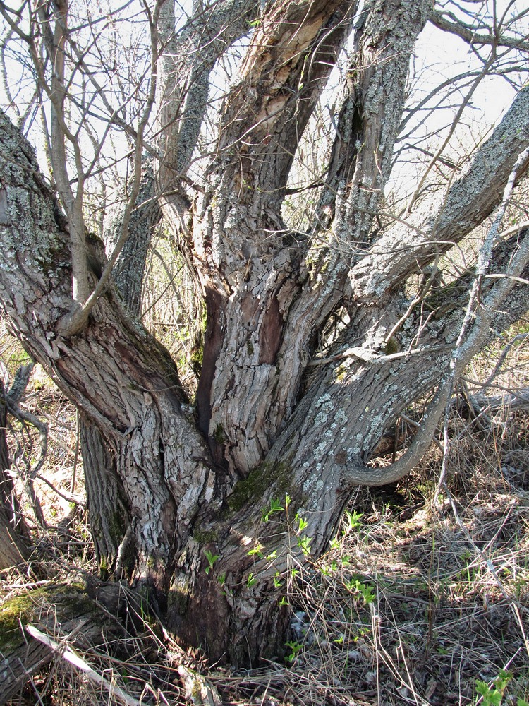 Изображение особи Salix pentandra.