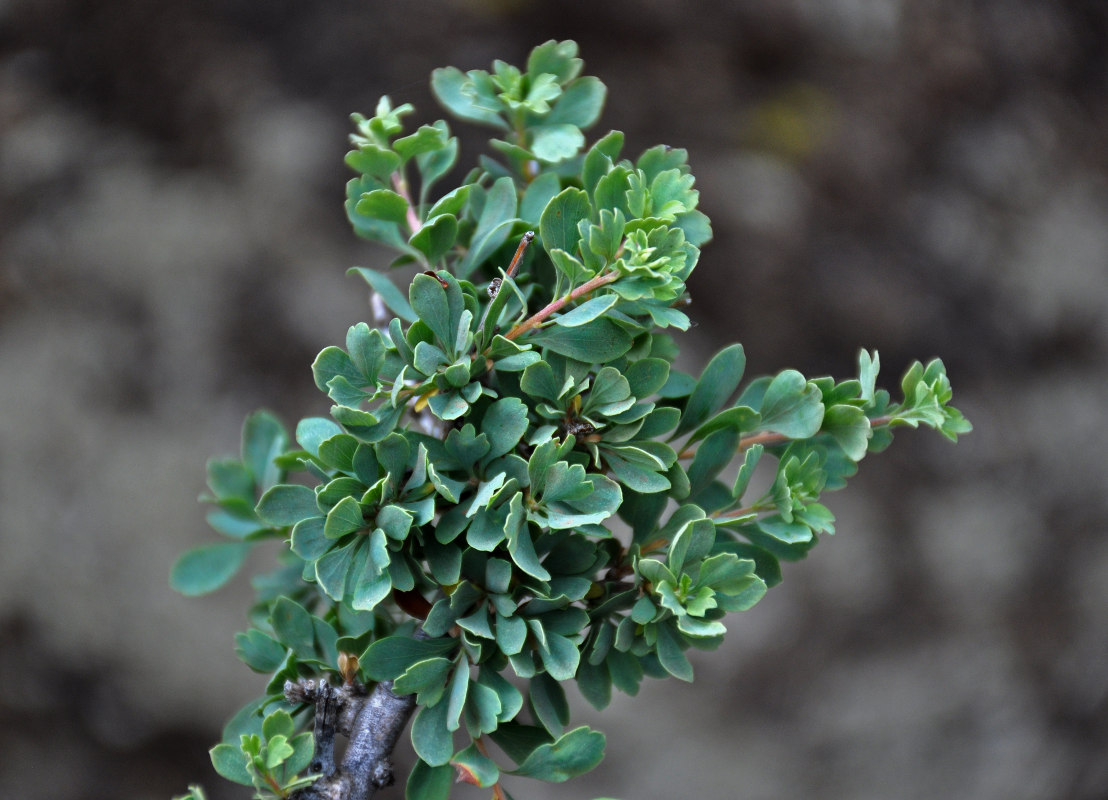 Image of Spiraea aquilegifolia specimen.