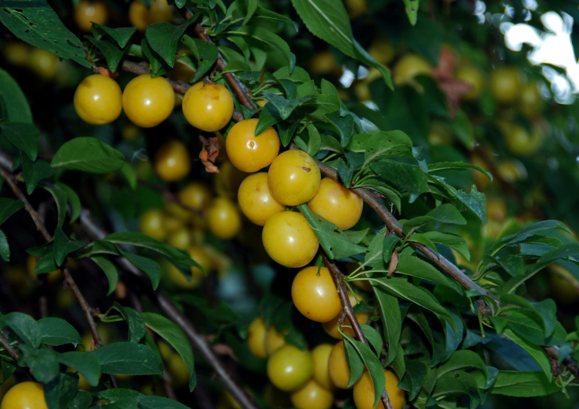 Image of Prunus cerasifera specimen.