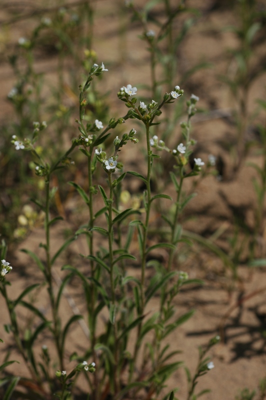 Image of Lappula semiglabra specimen.