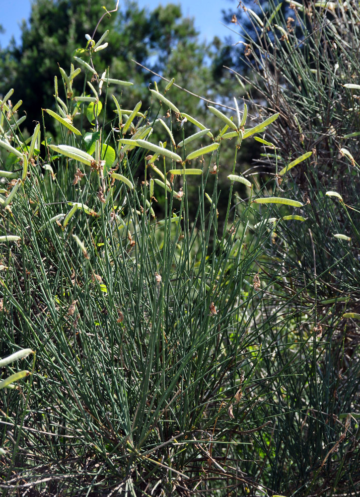 Image of Spartium junceum specimen.