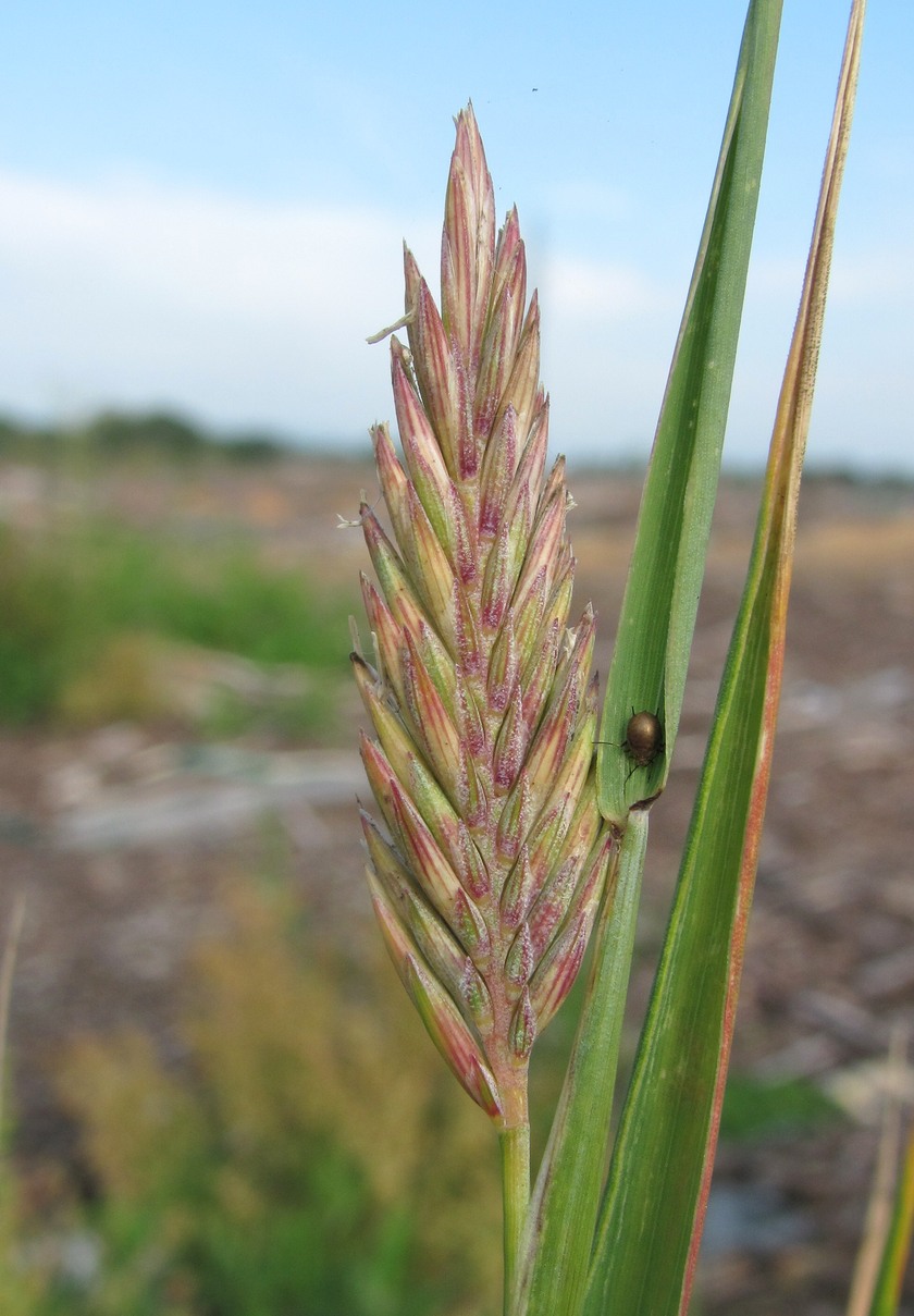 Изображение особи род &times; Agrotrigia.