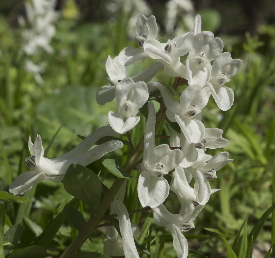 Image of genus Corydalis specimen.