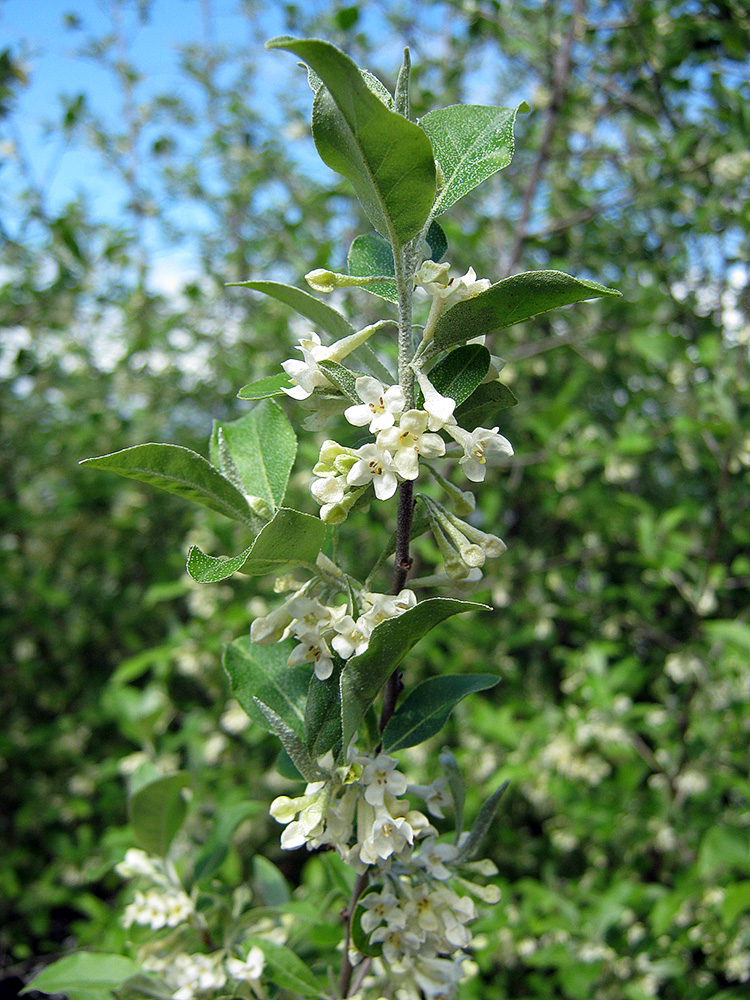 Image of Elaeagnus umbellata specimen.