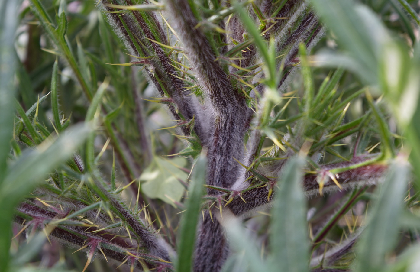 Image of Cirsium serrulatum specimen.