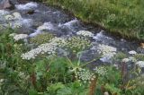 род Heracleum. Верхушки цветущих растений. Грузия, Казбегский муниципалитет, нижняя часть долины Чаухицхали, ≈ 2400 м н.у.м, берег ручья. 01.08.2018.