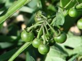 Solanum nigrum. Соплодие с незрелыми плодами. Иркутская обл., г. Иркутск, газон. 25.09.2018.