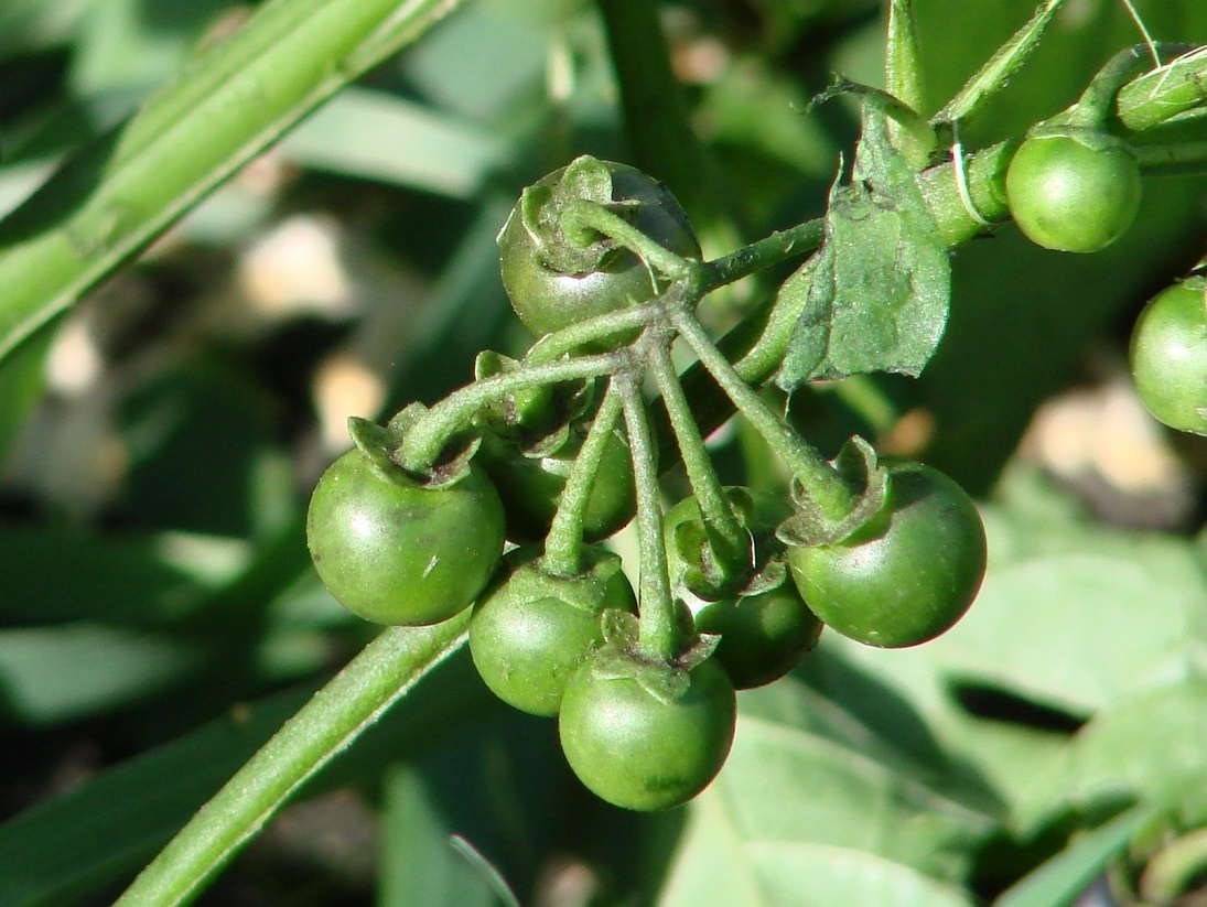 Изображение особи Solanum nigrum.