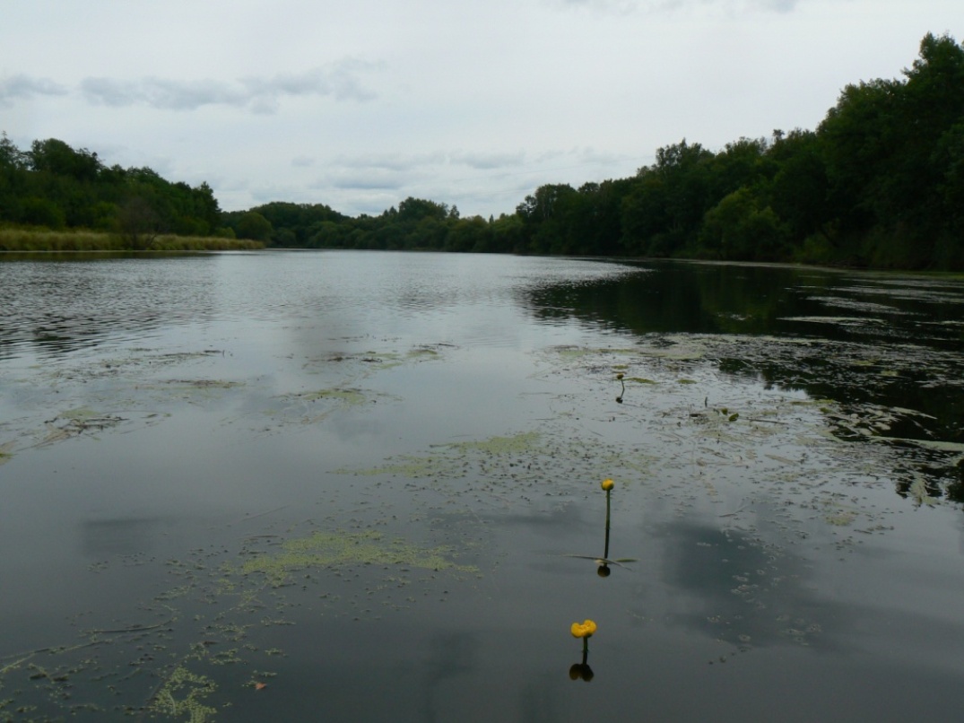 Image of Nuphar japonica specimen.