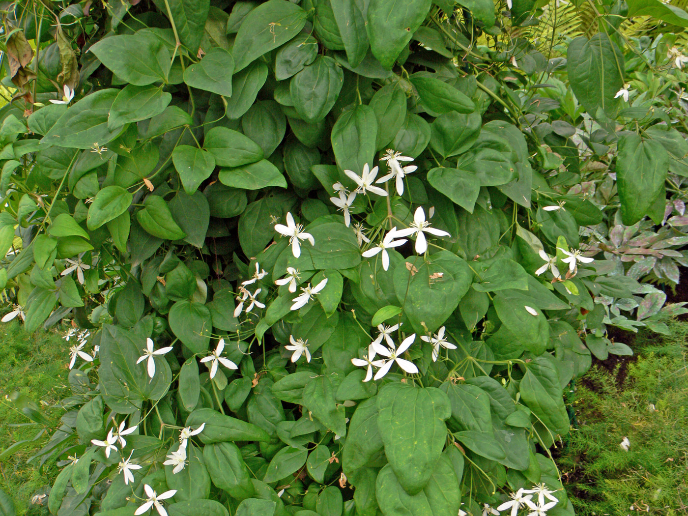 Image of Clematis mandshurica specimen.