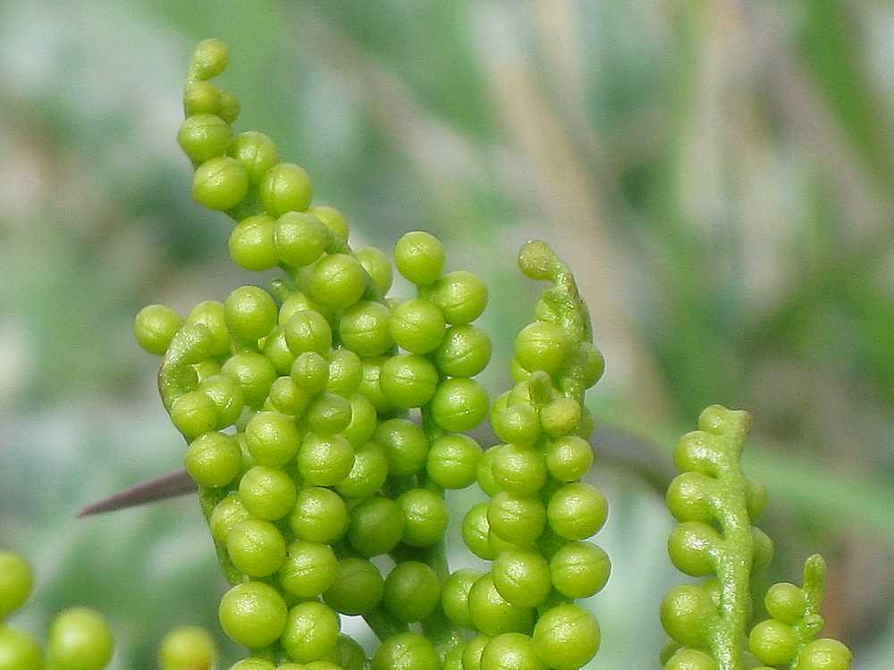 Image of Botrychium lanceolatum specimen.