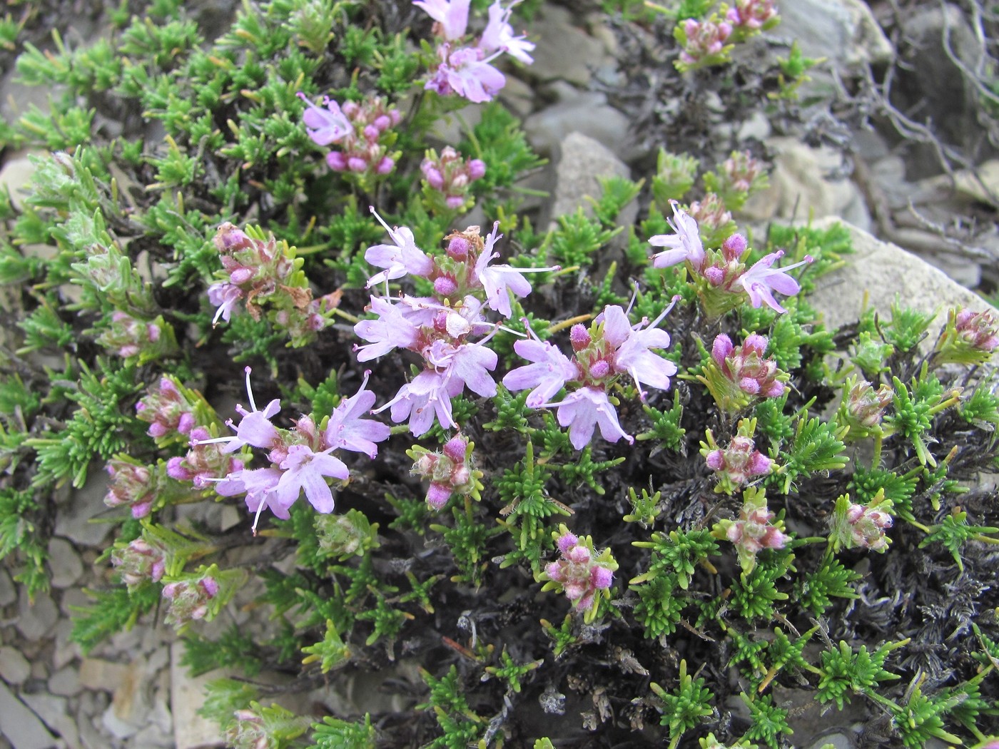 Image of Thymus helendzhicus specimen.