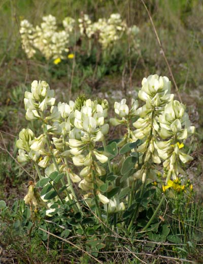 Image of Hedysarum grandiflorum specimen.