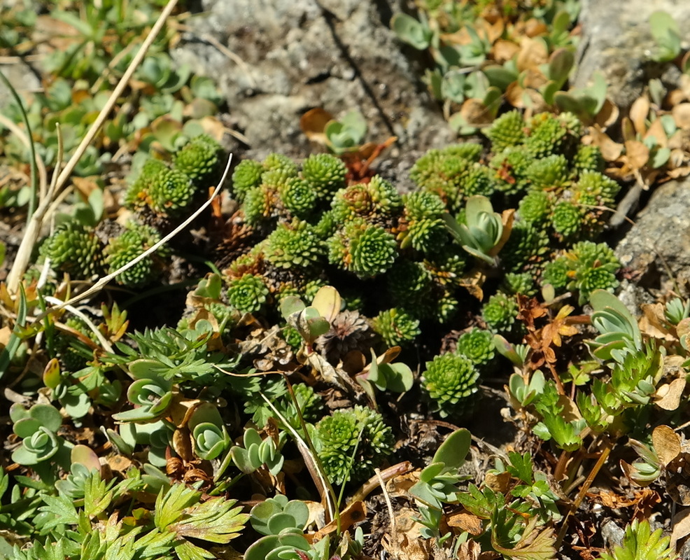 Image of Saxifraga unifoveolata specimen.