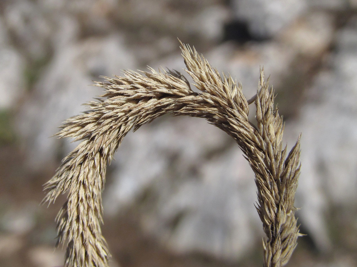 Image of Phleum phleoides specimen.